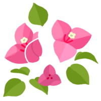 ブーゲンビリア・２（ピンク）