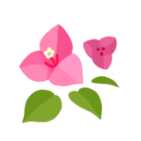 ブーゲンビリア・１（ピンク）