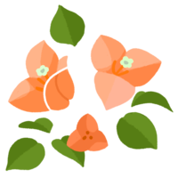 ブーゲンビリア・２（オレンジ）