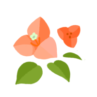 ブーゲンビリア・１（オレンジ）