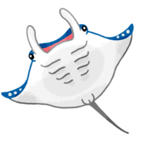 マンタ（オニイトマキエイ）A
