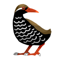 ヤンバルクイナ