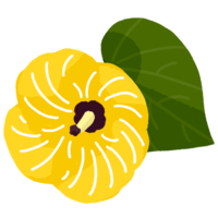 ユウナ（オオハマボウ）の花