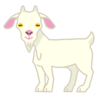 ヒージャー（ヤギ）