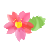 カンヒザクラ（透）