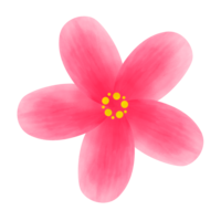 ハイビスカスB（ピンク）