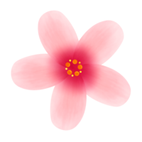 ハイビスカスB（ピンク×紫）