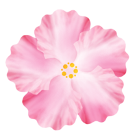 ハイビスカスC（ピンク）