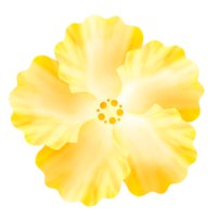 ハイビスカスC（黄）