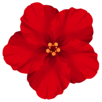 ハイビスカスE（赤）