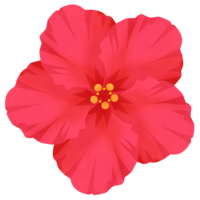 ハイビスカスE（ピンク）