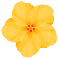 ハイビスカスE（黄）