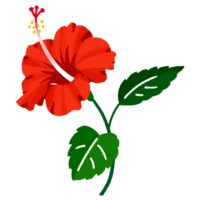 ハイビスカスF（赤）