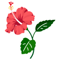 ハイビスカスF（ピンク）