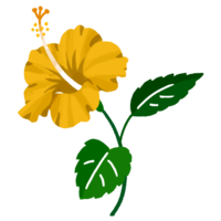 ハイビスカスF（黄）