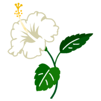 ハイビスカスF（白）