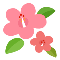 ハイビスカスG（ピンク）