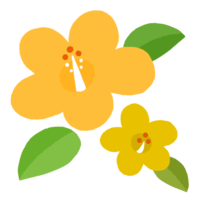 ハイビスカスG（黄）