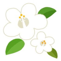 ハイビスカスG（白）