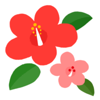 ハイビスカスG（赤×ピンク）