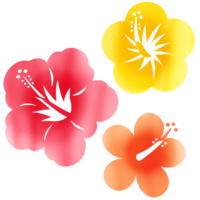 ハイビスカス３種（暖色系）