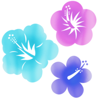 ハイビスカス３種（寒色系）