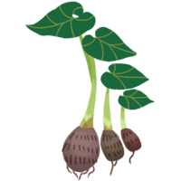 ターンム（田芋）B・親イモ、子イモ、孫イモ