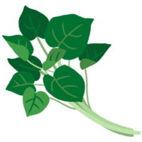 カンダバー（かずら）A