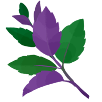 ハンダマ（水前寺菜）A