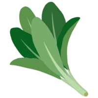 ンジャナ（ニガナ・ホソバワダン）A