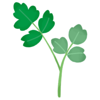 サクナ（長命草・ボタンボウフウ）A