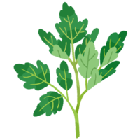 フーチバー（ヨモギ）A