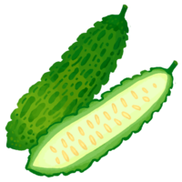 ゴーヤー（苦瓜）H・断面