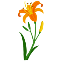 クワンソウ（アキノワスレグサ）A