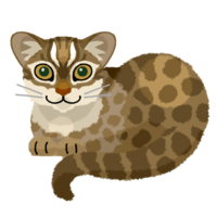 イリオモテヤマネコ