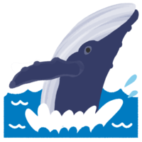 ホエールウォッチング（ブリーチング）A