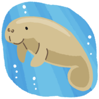 海で泳ぐマナティ