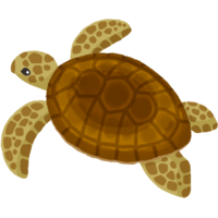 ウミガメ（背景なし）