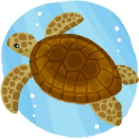 ウミガメ（背景あり）