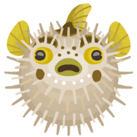 ふくらんだハリセンボン（魚）背景なし