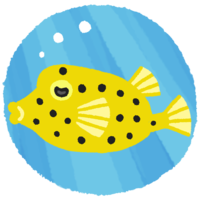 ミナミハコフグ（背景あり）