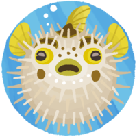 ふくらんだハリセンボン（魚）背景あり