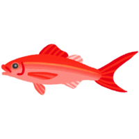 赤マチ（ハマダイ）