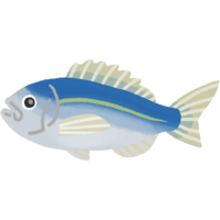 シチューマチ（アオダイ）