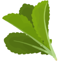 シマナー（カラシナ）