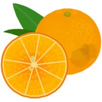 半分にカットしたタンカン