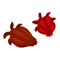 ローゼル（ハイビスカスティーの原料）