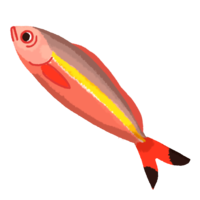 グルクン（タカサゴ）