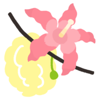 トックリキワタの花と綿