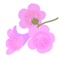 イッペーの花（桃色）